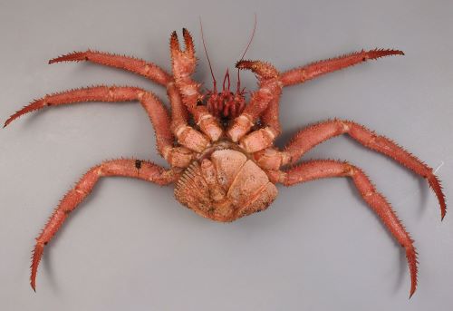 エゾイバラガニ 甲殻 市場魚貝類図鑑 エゾイバラガニ 甲殻 市場魚貝類図鑑