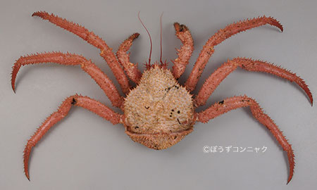 甲長10cm前後になる。雌