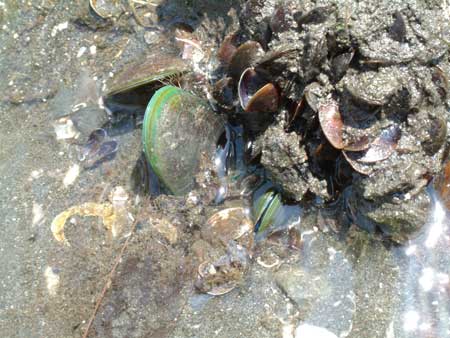 東京湾奥京浜運河でのミドリイガイ