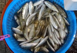 コノシロ コハダ 市場魚貝類図鑑 コノシロ コハダ 市場魚貝類図鑑
