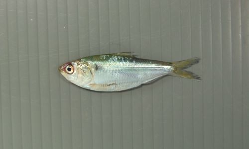 コノシロ コハダ 市場魚貝類図鑑