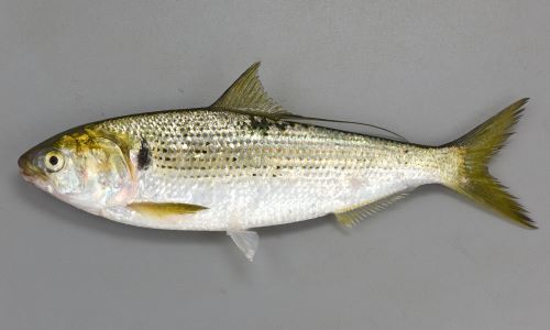 コノシロ コハダ 市場魚貝類図鑑 コノシロ コハダ 市場魚貝類図鑑