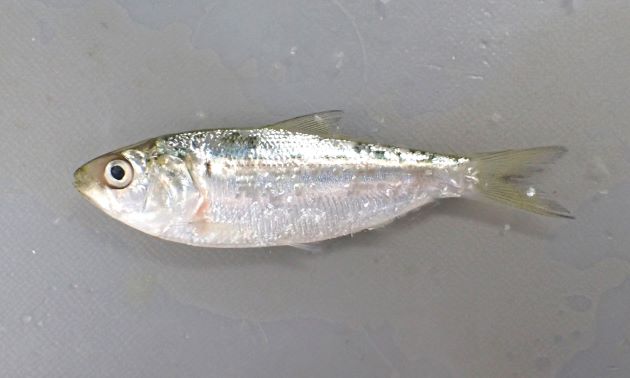 30cm SL 前後になる。側扁形（左右に平たい）。口が前端（いちばん前）にあり、背が銀色で腹が白い。背鰭の後端（後ろ端）が糸状に伸びる。口はまっすぐで上あごも曲がらない。［新子サイズ6.5㎝ SL・６g］