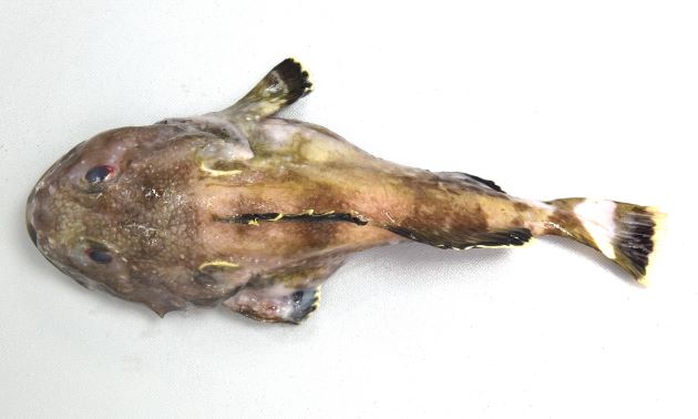 25cm SL 前後になる。頭部が著しく隆起し後方に行くに従って細くなる。頭部は鰓蓋部・頬、上顎など広く顆粒状（つぶつぶした）骨質の鱗におおわれている。前鰓蓋骨の縁に棘があり、その前方にも強い棘がある。［羅臼沖　25cm SL ・543g］