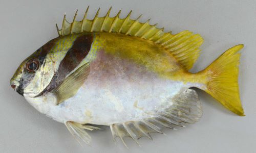 ヒメアイゴ 魚類 市場魚貝類図鑑 ヒメアイゴ 魚類 市場魚貝類図鑑