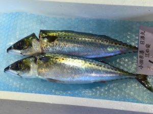 クリックで拡大表示 小田原魚市場
