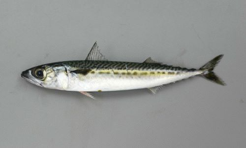 SL 15cmの幼魚。同サイズのマサバと比べると頭部が小さく体高が低い。