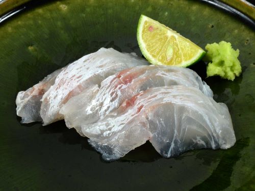 ヒトスジタマガシラ 魚類 市場魚貝類図鑑 ヒトスジタマガシラ 魚類 市場魚貝類図鑑