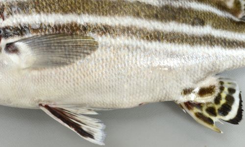 ヒレグロコショウダイ 魚類 市場魚貝類図鑑