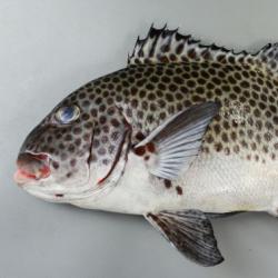 魚壁飾り　チョウチョウコショウダイ成魚　大［額装］ 魚壁飾り チョウチョウコショウダイ成魚 大［額装］