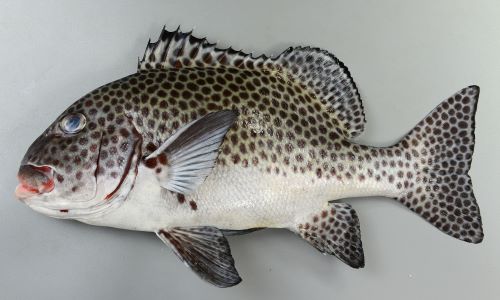 【本日特価】 チョウチョウコショウダイ | 市場魚貝類図鑑 | 魚類 彫刻+オブジェ
