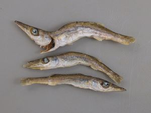 クリックで拡大表示 カマスの煮干し