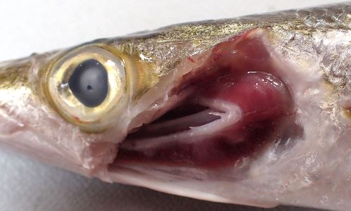 鰓耙数は2。