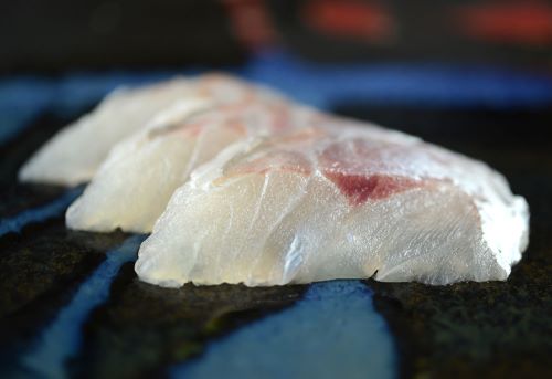 アカカマス 魚類 市場魚貝類図鑑
