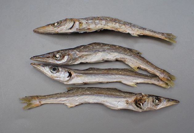 カマスの煮干し