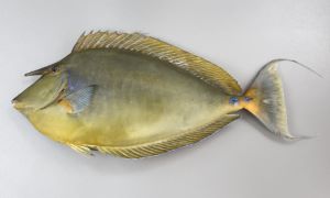 テングハギのサムネイル写真