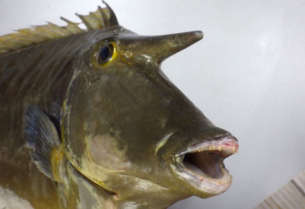体長60cm前後になる。前頭部に角状の突起があるが、それほど長くはない（幼魚にはない）。尾柄部の板状の骨盤は入り畳んだり出来ず、動かない。尾柄部の板状の骨盤は２つで新鮮だと青い。尾鰭は湾入し、上葉・下葉の後端は糸状に伸びる（幼魚は截形で湾入も、丸く張り出しもしない）。［神奈川県小田原市江之浦沖　47cm SL ・1.574kg］