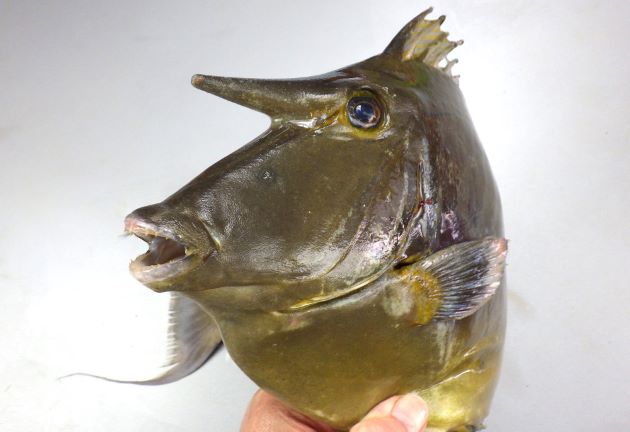 体長60cm前後になる。前頭部に角状の突起があるが、それほど長くはない（幼魚にはない）。尾柄部の板状の骨盤は入り畳んだり出来ず、動かない。尾柄部の板状の骨盤は２つで新鮮だと青い。尾鰭は湾入し、上葉・下葉の後端は糸状に伸びる（幼魚は截形で湾入も、丸く張り出しもしない）。［神奈川県小田原市江之浦沖　47cm SL ・1.574kg］
