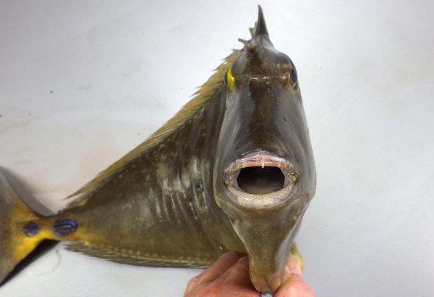 体長60cm前後になる。前頭部に角状の突起があるが、それほど長くはない（幼魚にはない）。尾柄部の板状の骨盤は入り畳んだり出来ず、動かない。尾柄部の板状の骨盤は２つで新鮮だと青い。尾鰭は湾入し、上葉・下葉の後端は糸状に伸びる（幼魚は截形で湾入も、丸く張り出しもしない）。［神奈川県小田原市江之浦沖　47cm SL ・1.574kg］