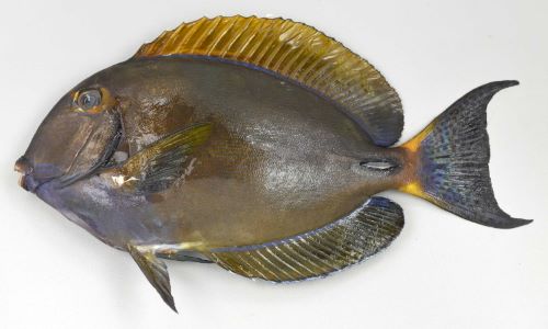 ニセカンランハギ トカジャー 市場魚貝類図鑑 ニセカンランハギ トカジャー 市場魚貝類図鑑