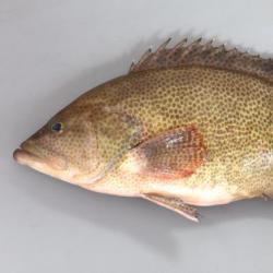 オオモンハタ 魚類 市場魚貝類図鑑