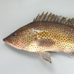 オオモンハタ 魚類 市場魚貝類図鑑