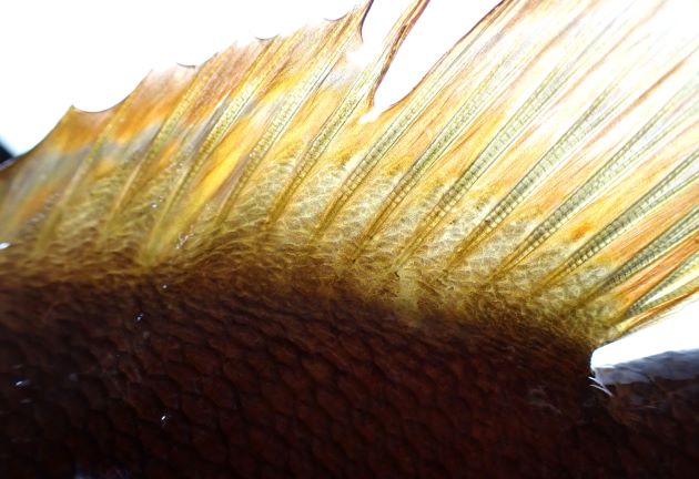 背鰭の後半基底部分に近いところは鱗に覆われる。