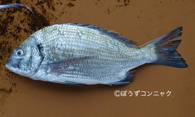 ミナミクロダイの形態写真