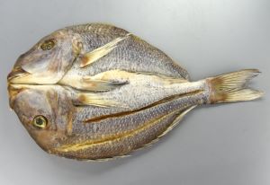 ホシミゾイサキ 魚類 市場魚貝類図鑑