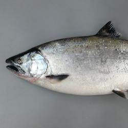 サクラマス (ホンマス) | 市場魚貝類図鑑