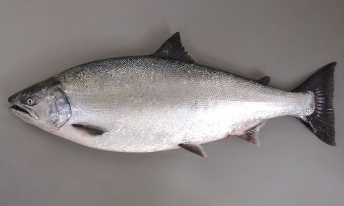 サクラマス (ホンマス) | 市場魚貝類図鑑