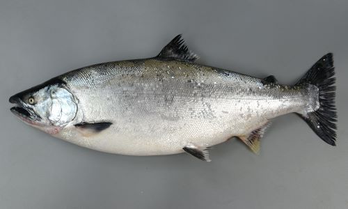 サクラマス (ホンマス) | 市場魚貝類図鑑