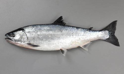 桜鱒サクラマス婚姻色 魚 赤鬼剥製インテリア 希少な個体の一点