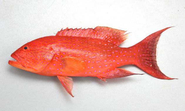 最大TL 65cm前後になる。全体鮮やかに赤く、尾鰭は三日月形で明るい黄色の縁取りはなく、白く（透明な）細い縁取りがある。幼魚のときに褐色の縦縞がない。［銭州、全長25cm・重208g］