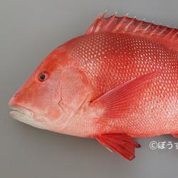 センネンダイ 魚類 市場魚貝類図鑑