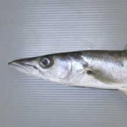 オニカマス 魚類 市場魚貝類図鑑
