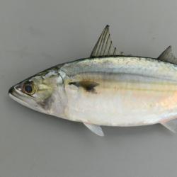 グルクマ 魚類 市場魚貝類図鑑