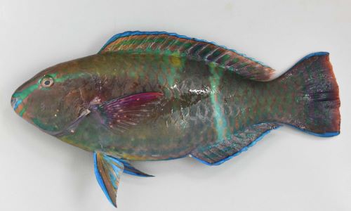 オビブダイ 魚類 市場魚貝類図鑑