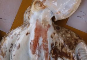 クリックで拡大表示