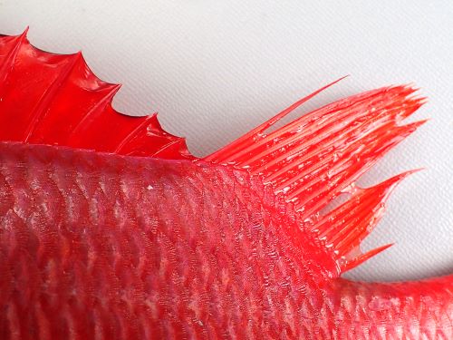 トガリエビス 魚類 市場魚貝類図鑑 トガリエビス 魚類 市場魚貝類図鑑