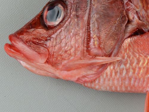 トガリエビス 魚類 市場魚貝類図鑑 トガリエビス 魚類 市場魚貝類図鑑
