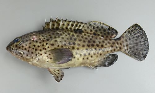体長約35cmになる。背鰭棘は11、尻鰭軟条は8.尾鰭は丸い。全身に瞳大前後の斑紋があり上部背鰭下では網目状になる。胸鰭には斑紋がない。尾鰭には斑紋がある。胸鰭の下に斑紋がある。背鰭後縁、尾鰭後縁は黄色みを帯びる。