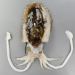 コブシメのサムネイル写真