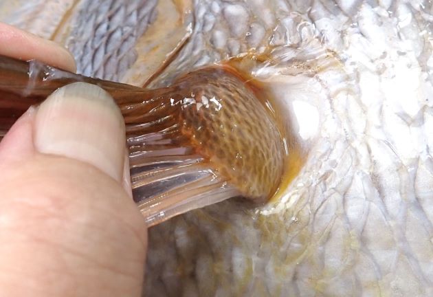 胸鰭基部の裏側には小さな鱗が無数にある。