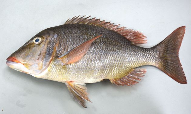 48cm　SL 前後になる。頬には鱗がない。体側に目立った暗色斑がなく尾鰭は湾入する。胸鰭基部の裏側には小さな鱗が無数にある。側線から背鰭基部までの鱗数は小さいのも含めて５。［高知県宿毛市　48cm・2.524kg］