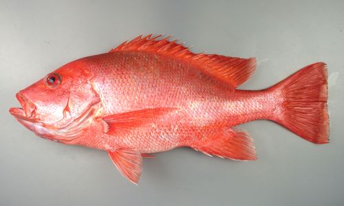 お魚 素人が作ったお魚図鑑｜スズキ目スズキ亜目アマダイ科