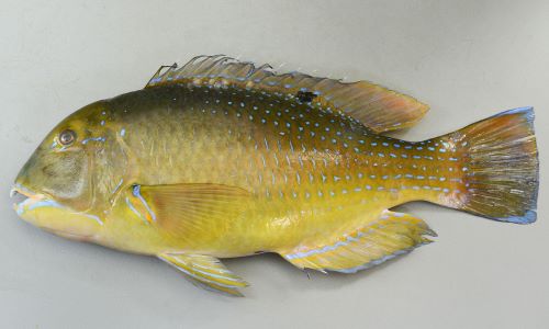 シロクラベラ マクブ 市場魚貝類図鑑 シロクラベラ マクブ 市場魚貝類図鑑