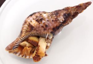 クリックで拡大表示