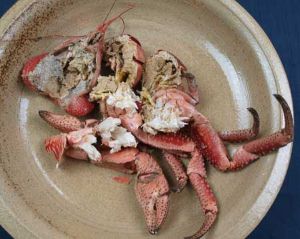 ヤシガニ 甲殻 市場魚貝類図鑑
