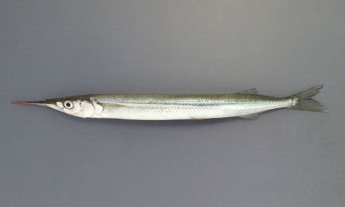 40cm前後になる。体は細長く、尻鰭、背鰭が後方にある。下あごが細く針状に突出する。